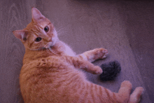 a cat laying on a wooden floor playing with a ball