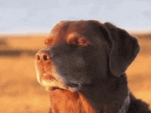 a brown dog with its eyes closed is standing in a field .