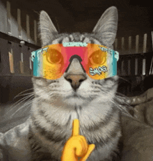 a cat wearing a pair of sunglasses with the word smog on them