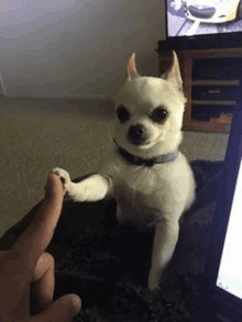 a small white dog is sitting on a couch giving a high five to a person .