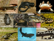 a collage of different types of lizards including ambystoma leorae