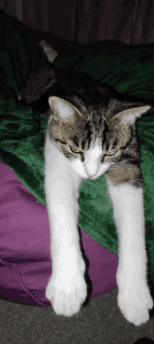 a cat laying on a purple and green blanket looking at the camera