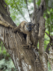 a lemur is sitting on a tree branch with its eyes looking at the camera