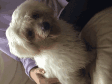 a person holding a small white dog on their lap