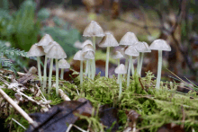 a bunch of mushrooms are growing out of the moss