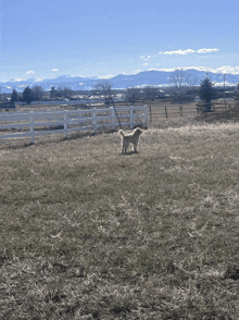 a dog standing in a field with a white fence in the background