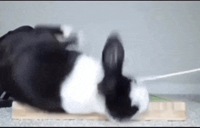 a black and white dog is laying on its back on a wooden table .