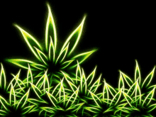 a bunch of neon green marijuana leaves on a black background .