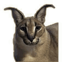 a close up of a cat with large ears looking at the camera .