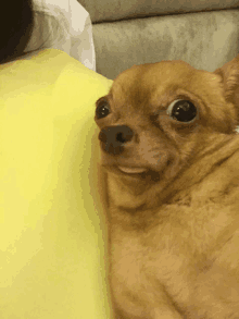 a small brown dog laying on a person 's lap