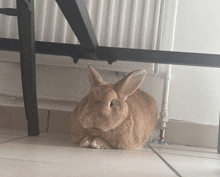 a brown bunny rabbit is sitting under a chair