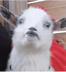 a close up of a goat wearing a red blanket