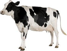 a black and white cow with a white background