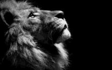 a black and white photo of a lion looking up with its mouth open .