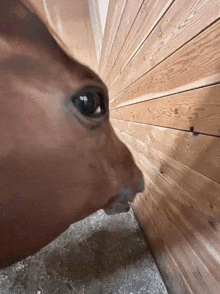 a horse is sniffing a wooden wall in a barn .