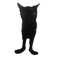 a black cat with long legs is standing on its hind legs