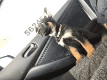 a german shepherd puppy sitting in a car with the number 56245 written on the door