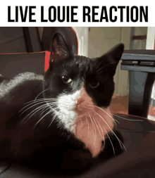 a black and white cat laying on a chair with the words live louie reaction above it