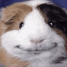 a close up of a guinea pig 's face with a smile on its face .