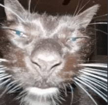 a close up of a cat 's face with blue eyes and white whiskers