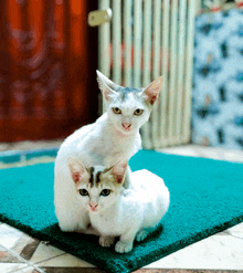 two white cats sitting on a green rug