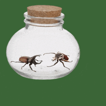 two beetles in a glass jar with a cork