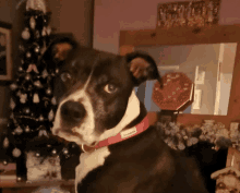 a black and white dog wearing a pink collar is looking at the camera in front of a christmas tree and mirror