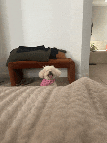 a small white dog wearing a pink bandana laying on a bed