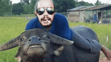 a man is laying on the back of a water buffalo