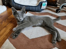 a kitten laying on a rug next to a dog bed