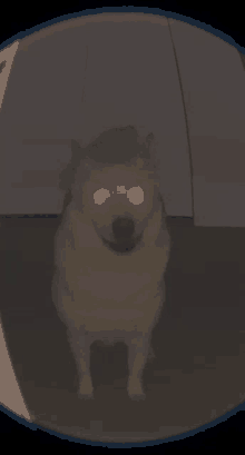 a dog with glowing yellow eyes is standing in the dark