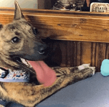 a dog with its tongue hanging out is laying on a table with a frater box in the background