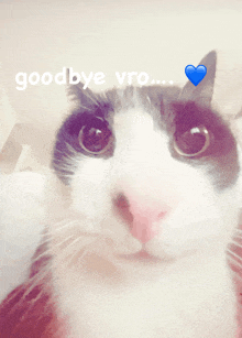 a close up of a cat with the words goodbye vro written above it