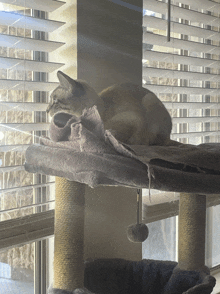 a cat laying on a cat tree in front of a window with blinds