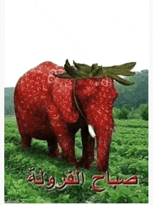 a picture of an elephant made out of strawberries with arabic writing on the bottom