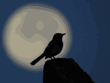 a bird is silhouetted against a full moon in the night sky