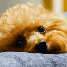 a small brown dog laying on a blue blanket looking at the camera