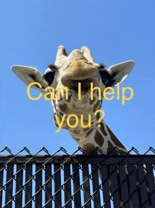 a giraffe looking over a chain link fence with the words " can i help you " written above it