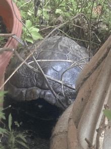 a turtle is laying in the dirt next to a plant pot