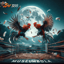 two roosters are fighting in a boxing ring with the words museumbola written on the bottom