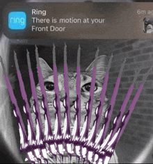 a ring notification shows a cat surrounded by purple arrows