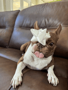 a brown and white dog with a white bow on its head laying on a couch