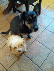 two small dogs are sitting on a tiled floor looking at the camera