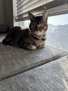 a cat laying on a window sill next to a window with blinds