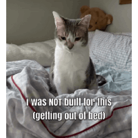 a cat sitting on a bed with the caption i was not built for this getting out of bed