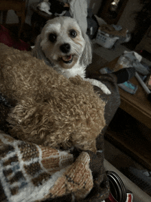 a small white dog laying on top of a pile of brown dogs