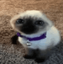 a small siamese cat wearing a purple collar is sitting on the floor .