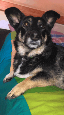 a black and brown dog laying on a bed