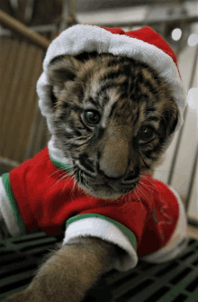 a tiger cub wearing a santa hat and shirt