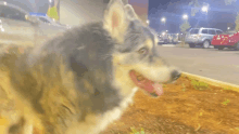 a husky dog standing in a parking lot with its tongue hanging out